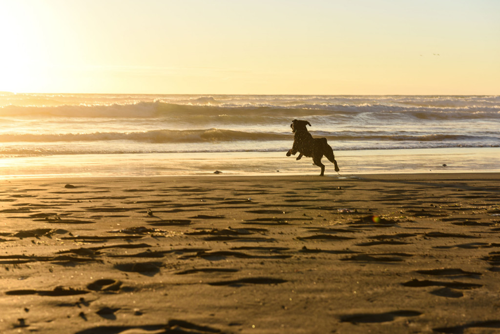 dog running and jumping by the sunset in Muruwai beach