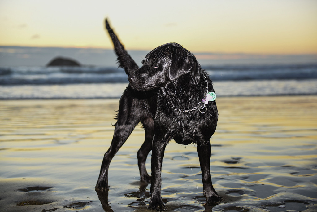 portrait black dog sunset by the beach