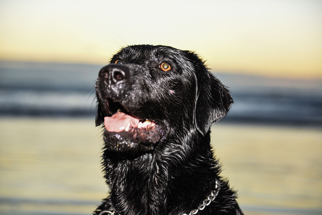 portrait black dog sunset by the beach