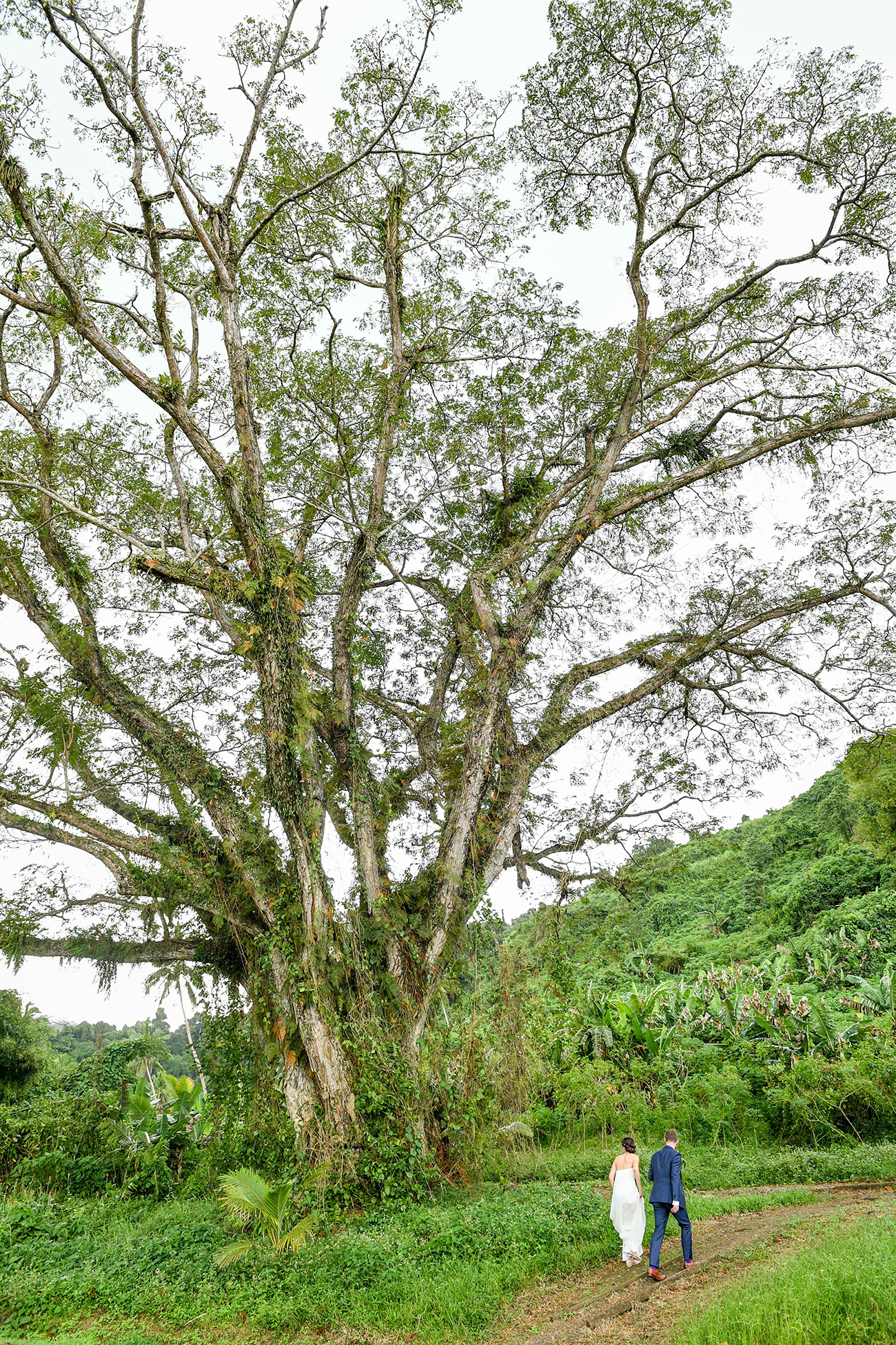 Wideshot of Bride and groom against enormous Fiji tree captured by Anais Chaine
