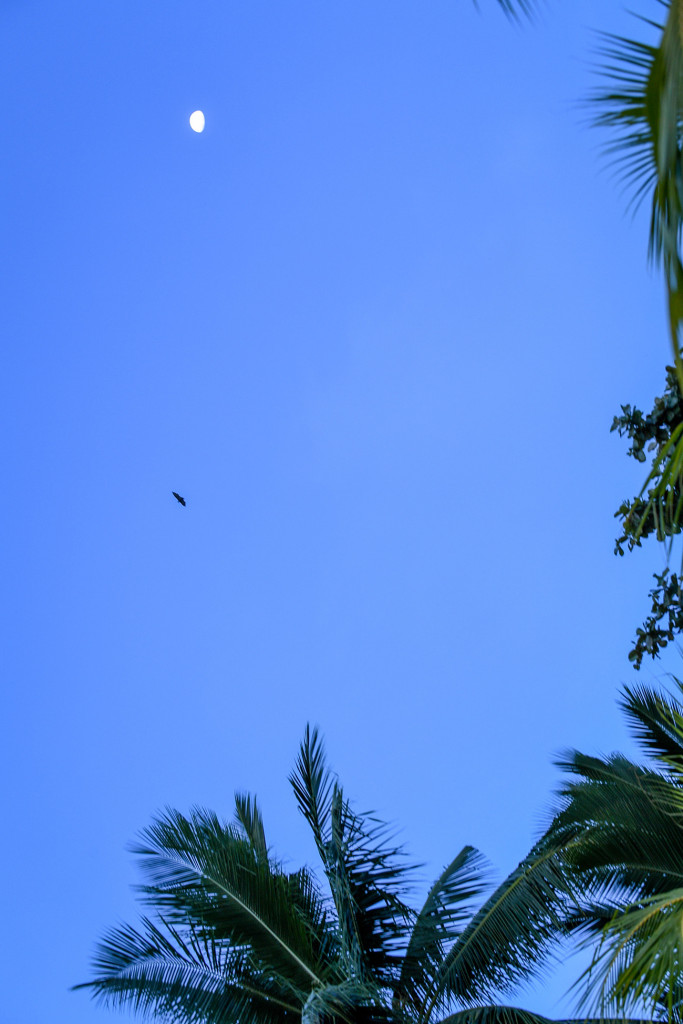 Blue night sky with bat and palm tree, Matangi Island resort, Fiji