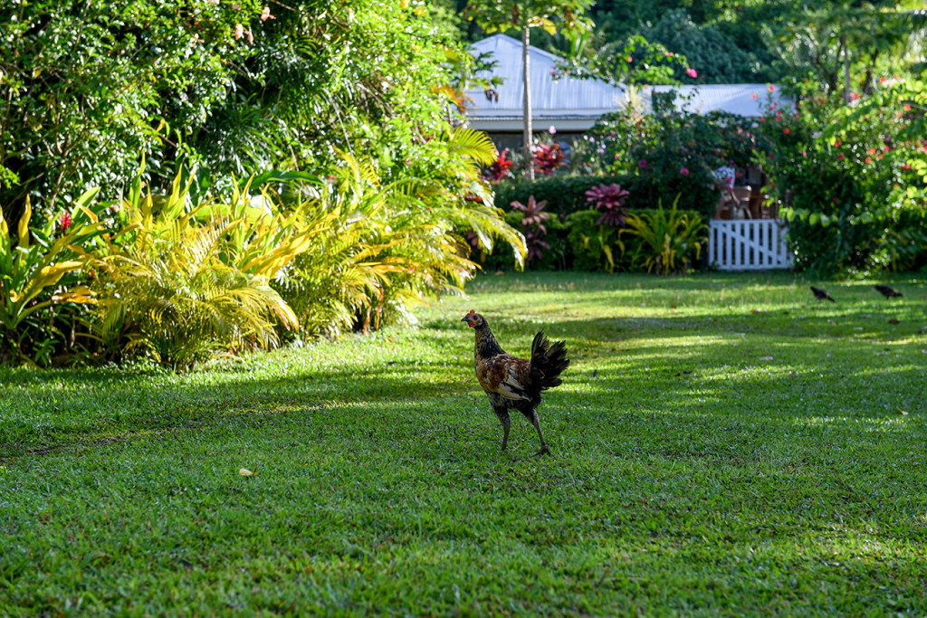 chicken, Matangi Island resort, Fiji