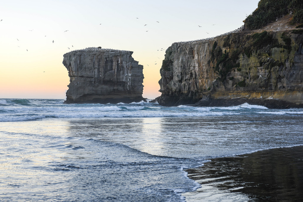 sunset on ganet rocks in Muriwai Auckland, new zealand