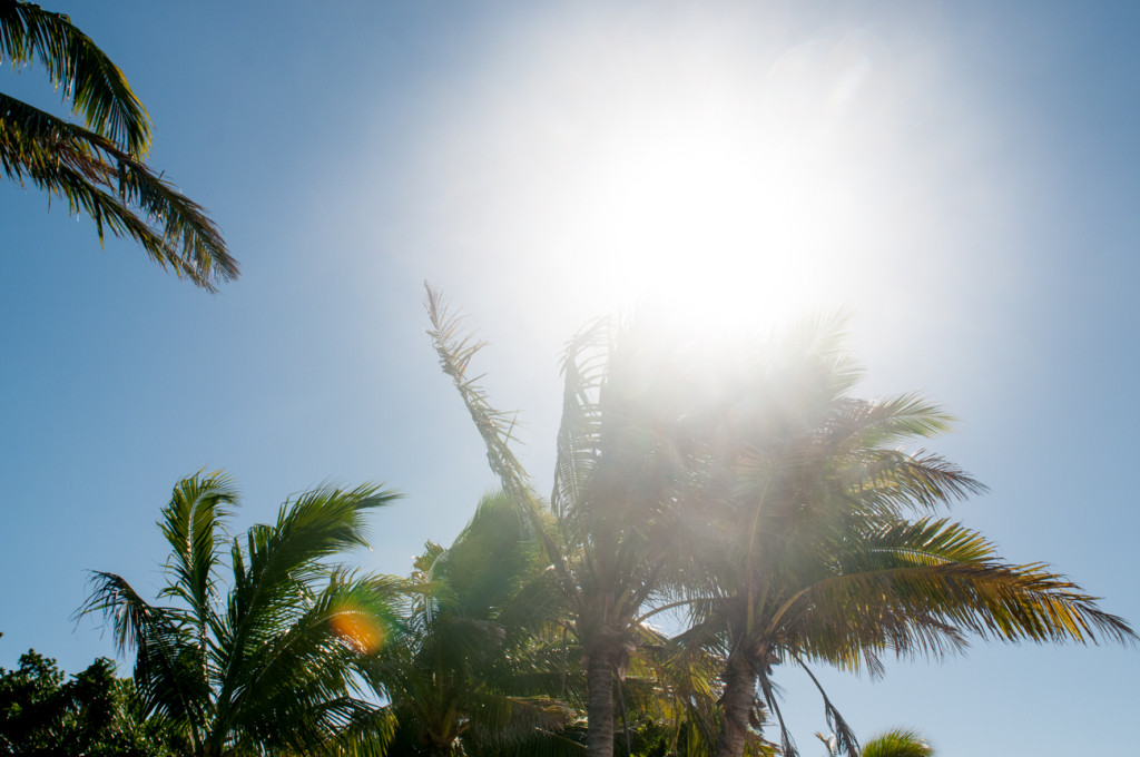 Palm trees from underneath with the sun coming through at Mana Island resort, Fiji by Anais Photography