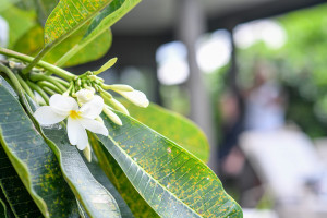 Frangipani growing outside the Vomo Island Resort Fiji