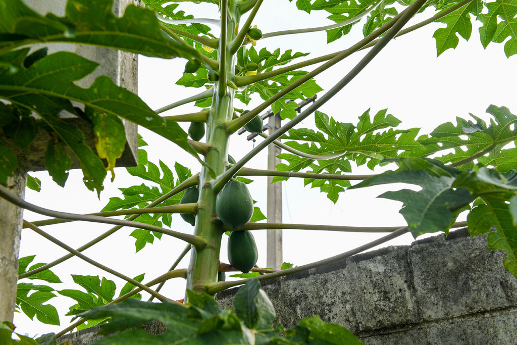 Closeup of papaya growing in Fiji Warwick captured by Anais Chaine