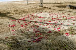 rose petals on white sand for the wedding ceremony, at Matangi island resort Fiji