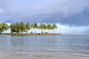 Sturdy palm trees swaying beach side