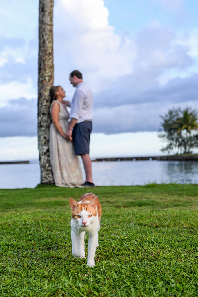 A ginger cat walks in front of the love-stricken couple