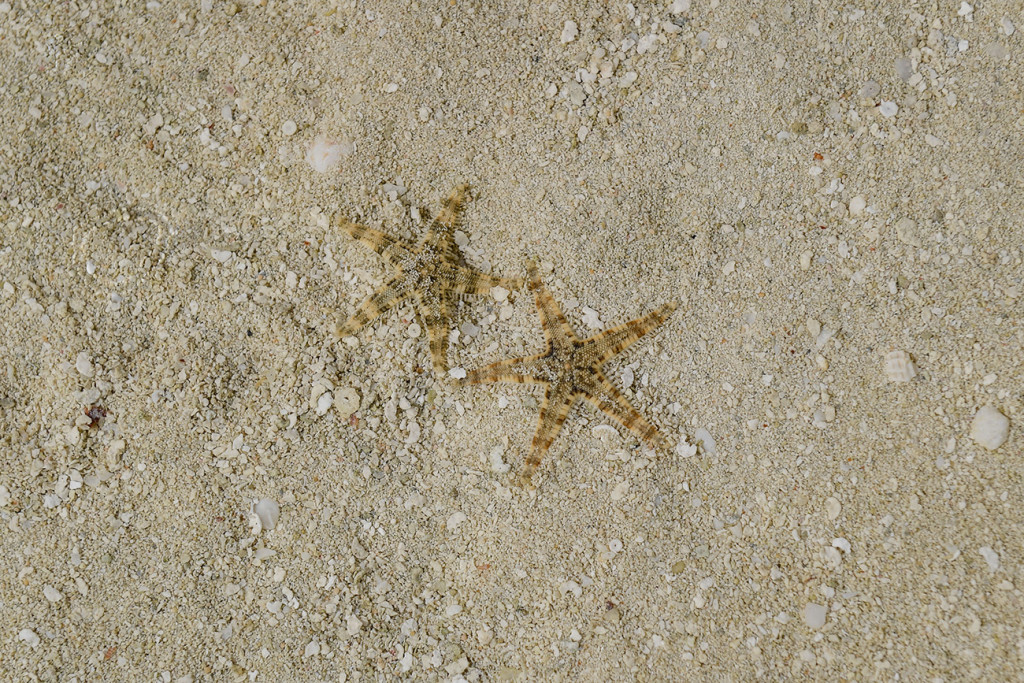 Two cute little starfish on the shallow waters of Malolo Lai Lai Island