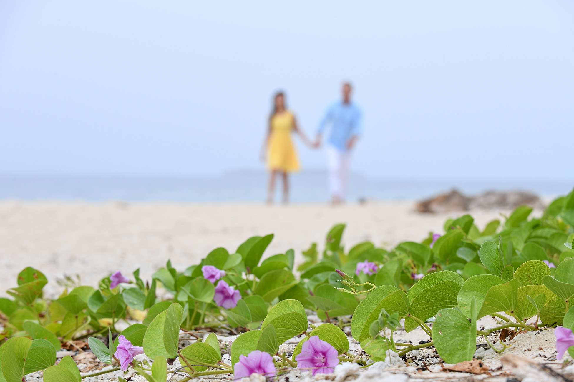 The beach morning glory flower in the foreground with the engaged couple in the background