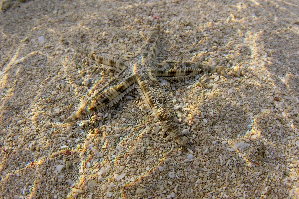 A stunning shot of a five starred starfish on shallow waters of Nadi Fiji