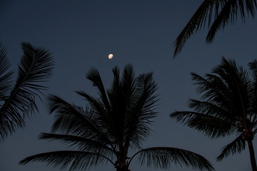 A gibbous moon over palm trees at night
