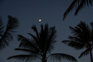 A gibbous moon over palm trees at night