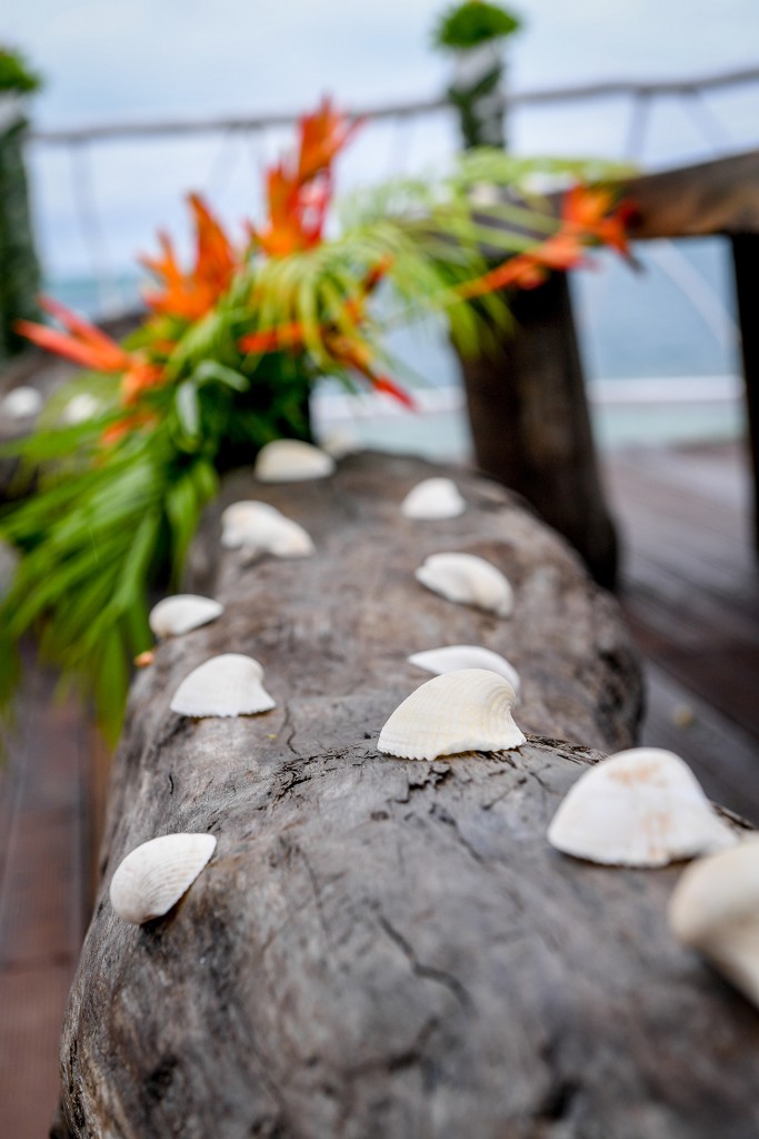Seashells arranged on a plank of wood
